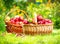 Organic Apples in the Basket. Orchard