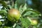 Organic Apples Closeup with rain drops