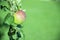 Organic Apples Closeup with rain drops