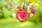 Organic apples hanging from a tree branch in an apple orchard