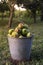 Organic apples in a metal bucket