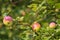 Organic apples on a tree