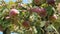 Organic apples on a tree branch on a rural farm