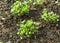 Organic arugula seedling growing in the garden