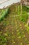 Organic Baby Lettuce growing in a very simple plant nursery greenhouse