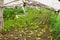 Organic Baby Lettuce growing in a very simple plant nursery greenhouse