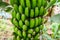 Organic Banana Plantation, palm tree. tropical green fruit hanging on banan tree