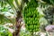 Organic Banana Plantation, palm tree. tropical green fruit hanging on banan tree