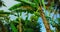 Organic banana tree grow in the wild forest nature green fruit bunch hanging and leaves blowing in the wind on sunny day