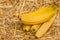 Organic bananas, latin â€“ musa. Banana fruits on natural straw background