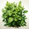 Organic Basil Herbs Illustration: Realistic Rendering With Traditional Vietnamese Influence