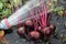 Organic beet dirt washing