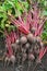 Organic Beetroot Harvest