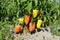 Organic Bell pepper planting in the garden