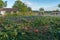 Organic bio agriculture in France, pumpkins in the field