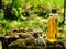 Organic bio alternative medicine, Herbal medicine., bottles of healthy essential oil or infusion and dry medicinal herbs