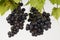 Organic black grape white background