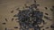 Organic black sunflower seeds falling on wooden background. Slow motion.