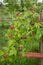 Organic blackberry bush. Growing Organic Berries closeup