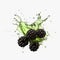 Organic Blackberry Png With Splash Of Green - Moody Still Life Style