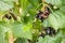 Organic blackcurrants growing on black currant bush
