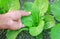 Organic Bok Choy cultivation