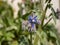 Organic Borage blue flower in a vegetable garden