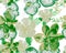 Organic Botanical Plant. Green Orchid Plant. Natural Hibiscus Foliage. Flower Foliage. Watercolor Textile. Seamless Palm. Pattern