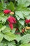 organic boysenberries growing on boysenberry bush