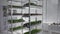 organic businesses, young fresh micro green sprouts in containers on a rack shelf in a modern greenhouse