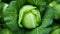 organic cabbage, fresh ecological farming produce