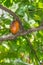 Organic cacao fruit pods Theobroma cacao in nature