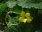 Organic Cantaloupe Vine in Full Bloom After Rain Shower