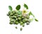 Organic capers with green leaves and flower