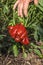 Organic capsicum in a domestic garden