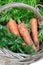 Organic carrots in basket