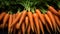 organic carrots, fresh ecological farming produce