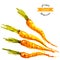 Organic carrots, watercolor vector