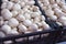Organic champignon mushroom on farmers market