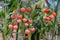 Organic cherry tomato plant, a cluster of red ripe small size mini tomato fruits