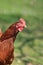 Organic chicken breeding