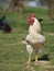 Organic chicken breeding