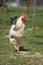 Organic chicken breeding