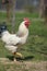 Organic chicken breeding