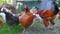 organic chicken farm, domestic chick livestock farming field, green grass