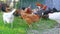organic chicken farm, domestic chick livestock farming field, green grass
