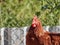 Organic chicken sustainable farming for a farm in Europe