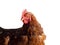 Organic chicken sustainable farming for a farm in Europe isolated white