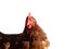 Organic chicken sustainable farming for a farm in Europe isolated white