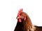 Organic chicken sustainable farming for a farm in Europe isolated white